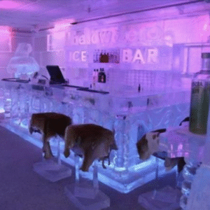 Ice Bar