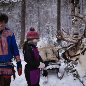 Reindeer and Sami experience