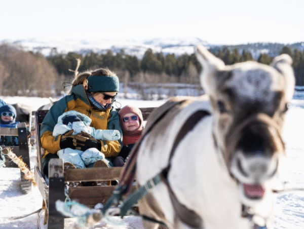 Reindeer and Sami experience - Image 3